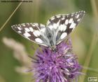 Mermer beyaz kelebek (Melanargia galathea), Avrupa, Asya ve Kuzey Afrika çayırları bulunabilir